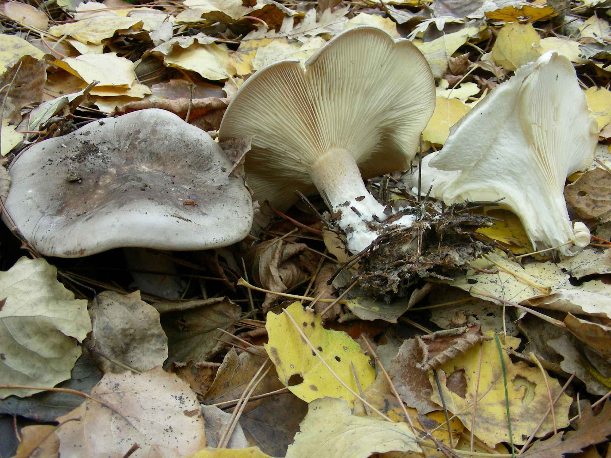 1849 Dicembre vecchio ritrovamento